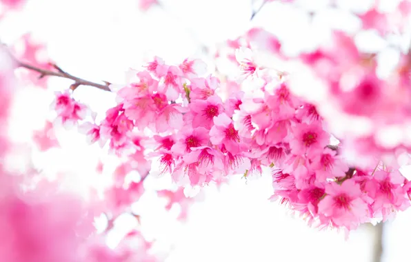 Ветки, весна, сакура, цветение, pink, blossom, sakura, cherry