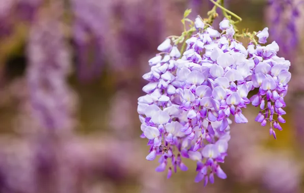 Цветы, ветки, природа, фон, цвет, красота, весна, цветение