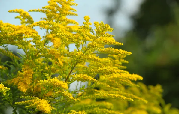 Flower, yellow, blooming