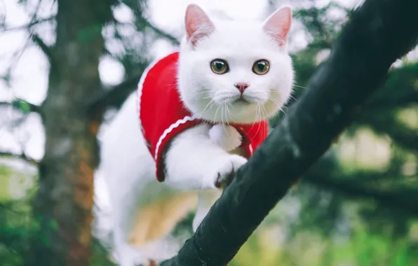 Кошка, белый, взгляд, природа, котенок, дерево, одежда, ветка
