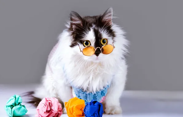 Кошка, белый, глаза, кот, взгляд, поза, бумага, котенок