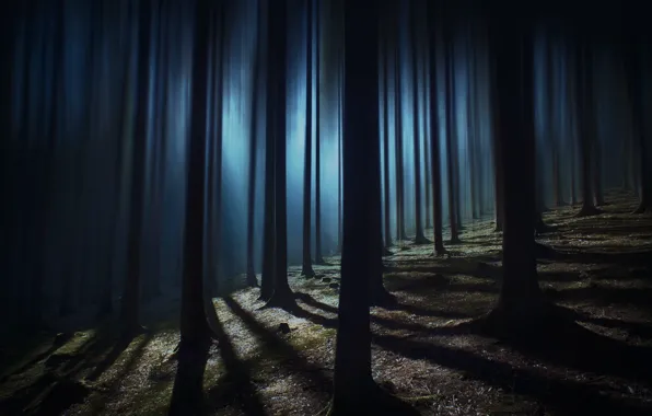 Картинка лес, деревья, полумрак