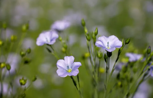 Цветы, фон, обои, лепестки, полевые цветы, лён, голубой цветок, blue flowers
