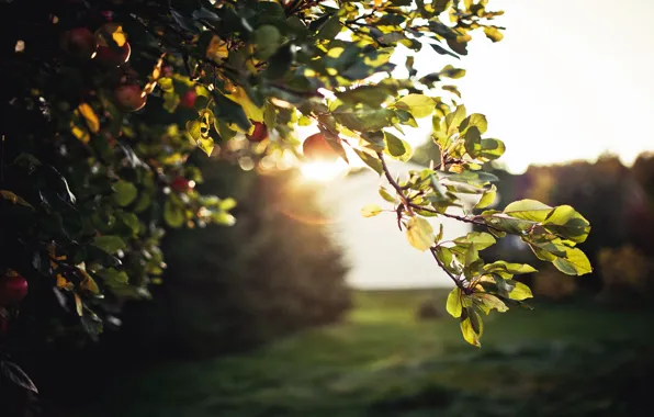 Картинка солнце, блики, листва, вечер, sky, nature, tree, apples