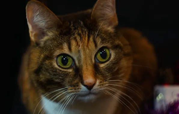 Картинка кошка, взгляд, мордочка, тёмный фон, котейка, Наталья Екимова
