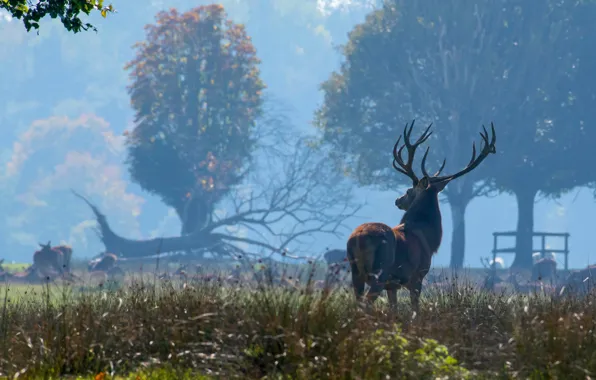 Картинка взгляд, деревья, природа, туман, олень
