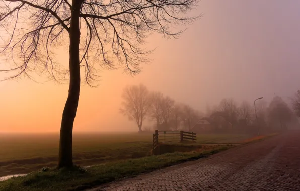 Картинка дорога, туман, дерево, утро