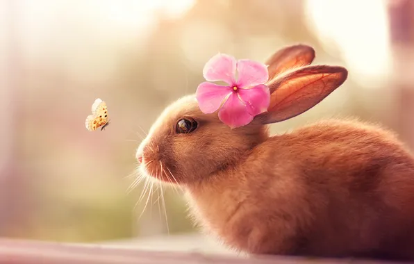 Картинка цветок, бабочка, шерсть, кролик, уши