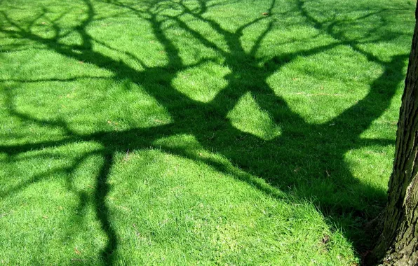 Картинка дерево, Зелень, тень