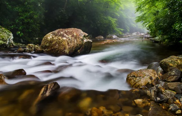 Картинка лес, вода, деревья, природа, река, камни, течение