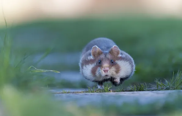 Картинка скорость, хомяк, бежит