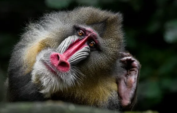 Картинка портрет, обезьяна, Mandrill