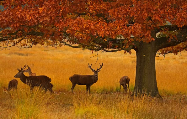 Осень, Англия, Лондон, олени, Ричмонд-парк