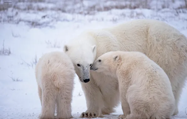 Картинка медвежата, Арктика, медведица, Белые медведи, Полярные медведи