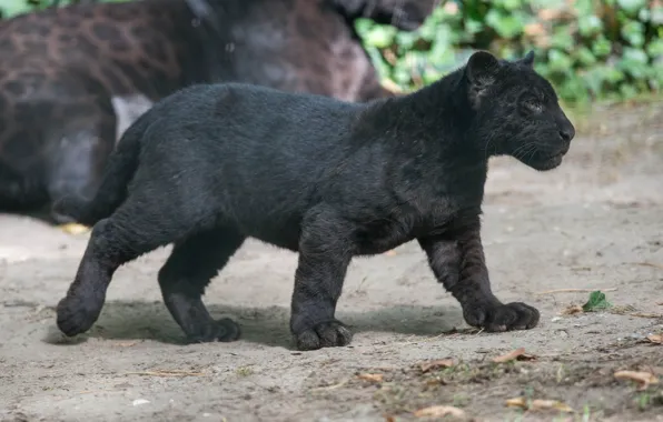 Картинка котенок, хищник, пантера, профиль, детеныш, дикая кошка, черный ягуар