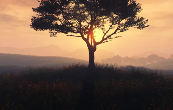 Картинка трава, солнце, дерево
