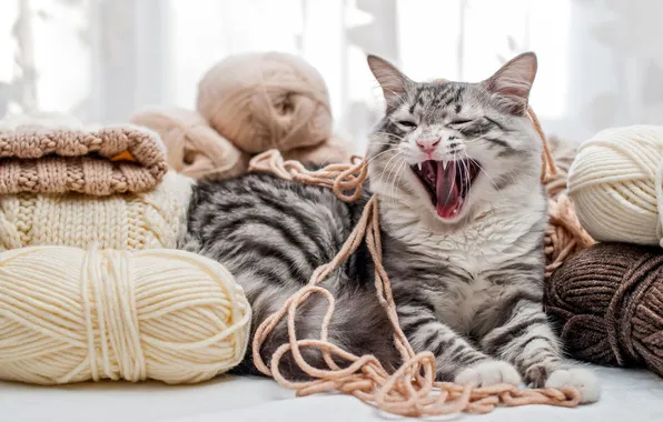 Язык, кошка, кот, поза, серый, пасть, лежит, нитки