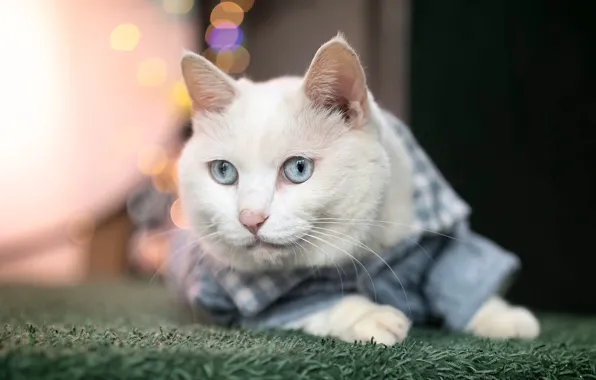 Кошка, белый, кот, взгляд, морда, одежда, портрет, костюм