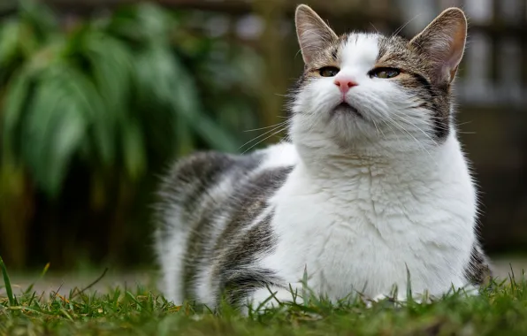Кошка, трава, кот, взгляд, листья, природа, дом, поляна