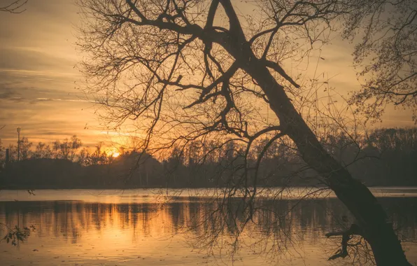 Twilight, sunset, lake, tree, sun, dusk, branches