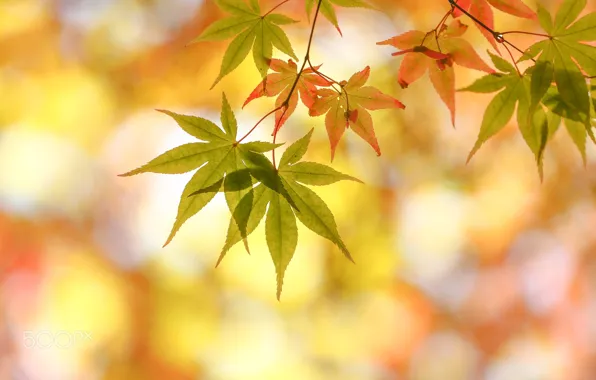 Картинка осень, макро, листва, боке