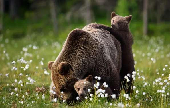 Картинка лето, взгляд, поза, медведи, прогулка, малыши, медвежата, мама
