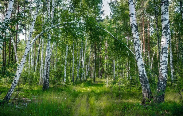 Лес, лето, деревья, Россия, берёзы