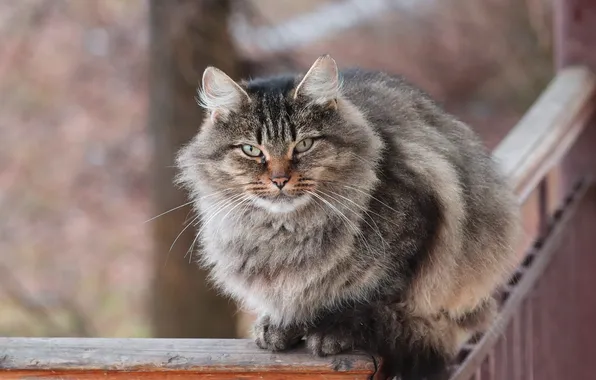 Кот, взгляд, пушистый, мордочка, котэ, котейка, Вадим Свирин