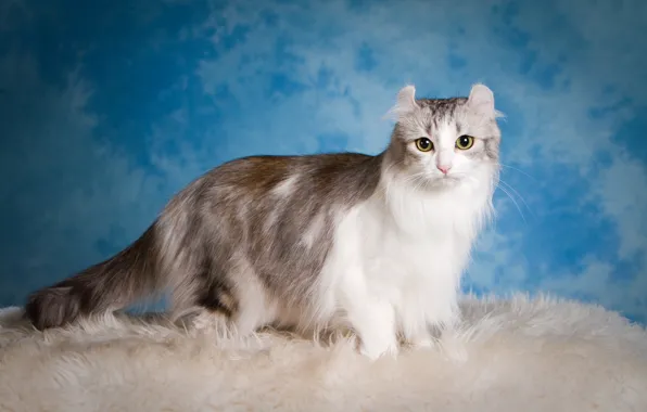 Картинка кошки, синий, одеяло, пушистые, уши, ушки, керл, выставка кошек