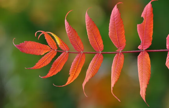 Картинка осень, природа, лист, ветка