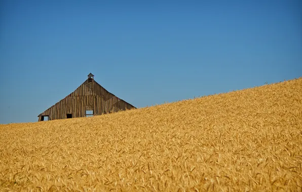 Картинка пшеница, поле, колос, линия, сарай, поля пшеницы, голубое небо, фермы