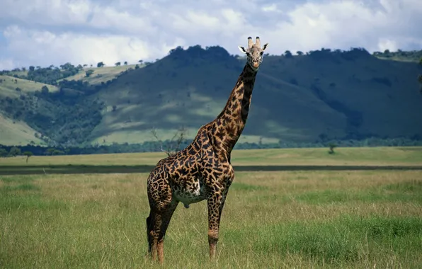 Природа, жираф, шея, giraffe