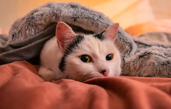 Кошка, кот, взгляд, поза, мордашка