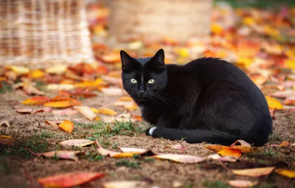 Осень, кошка, кот, взгляд, листья, природа, поза, фон