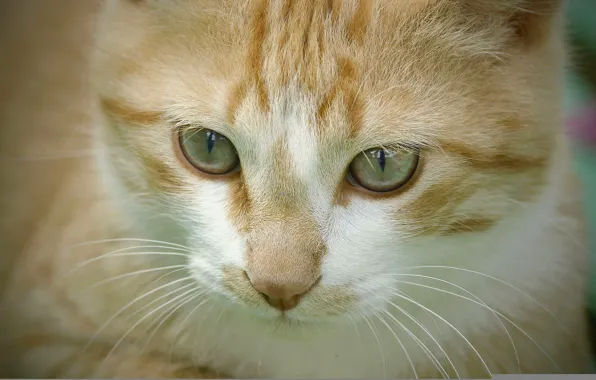 Кошка, кот, мордочка
