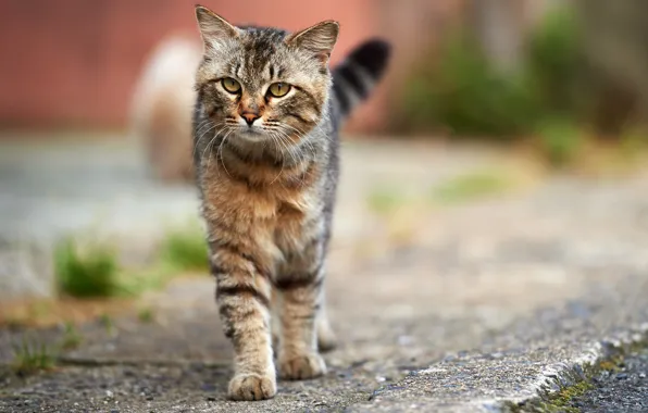 Картинка кошка, кот, асфальт, серый, улица, полосатый