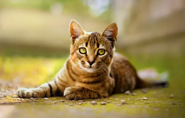 Картинка кошка, взгляд, природа, поза, зеленый, котенок, фон, лежит