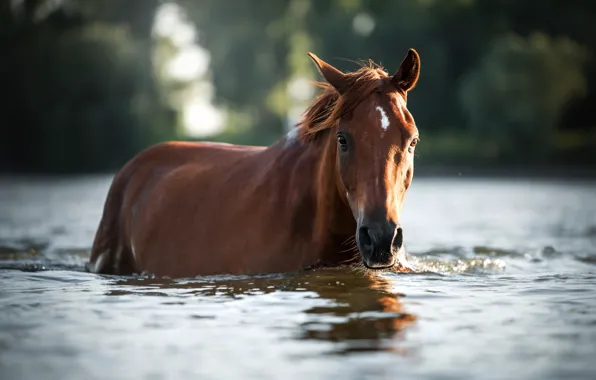 Картинка вода, конь, лошадь