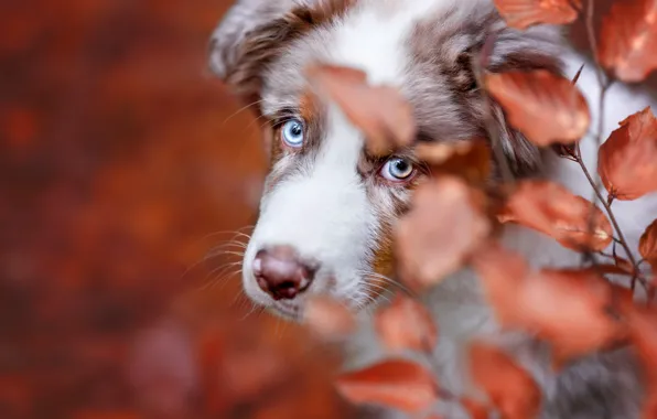 Картинка осень, взгляд, листья, фон, собака, ветка, щенок, голубые глаза