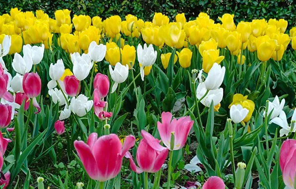 Цветы, весна, тюльпаны, tulips, spring