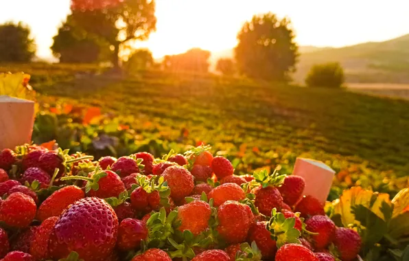 Картинка summer, nature, sun, strawberry, greenery