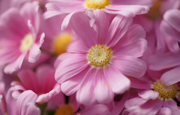 Цветы, пыльца, розовые, много, хризантема