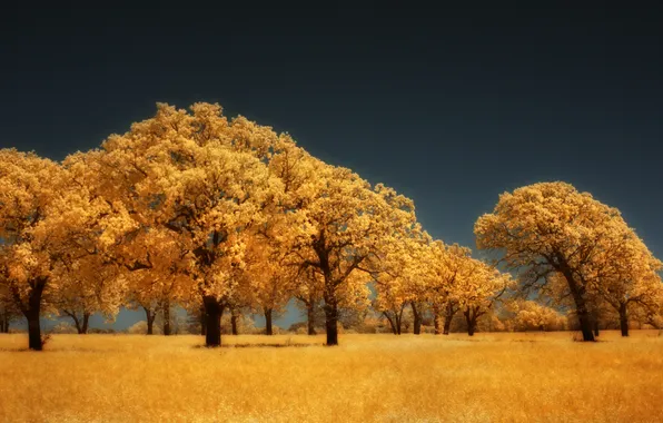 Осень, деревья, желтый, золотой