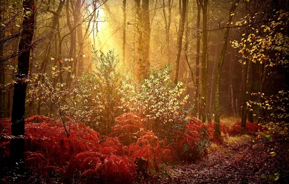 Картинка осень, лес, природа, краски