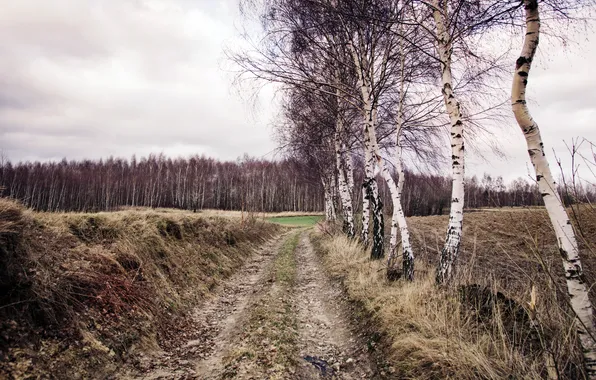Дорога, природа, берёзы