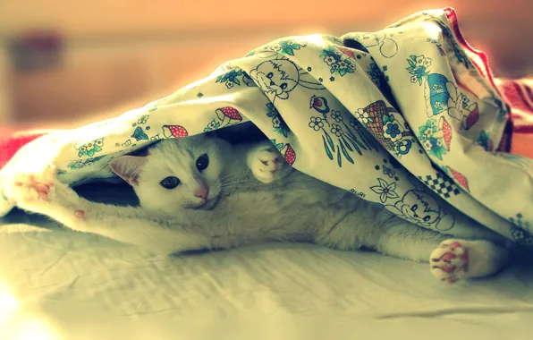 Картинка кошка, постель, лежит, Pusya