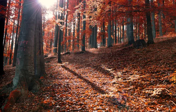 Картинка осень, лес, листья, солнце, лучи, опавшие