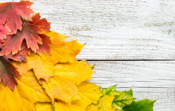 Картинка осень, листья, фон, colorful, клен, yellow, wood, autumn