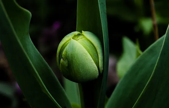 Spring, plant, pitch