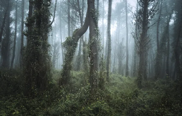 Лес, деревья, природа, туман, Северная Испания, Christian Hoiberg, Northern Spain